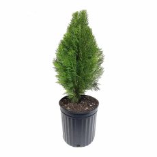 Thuja Plant