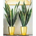 Mother-in-law tongue