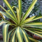 Yucca Plant